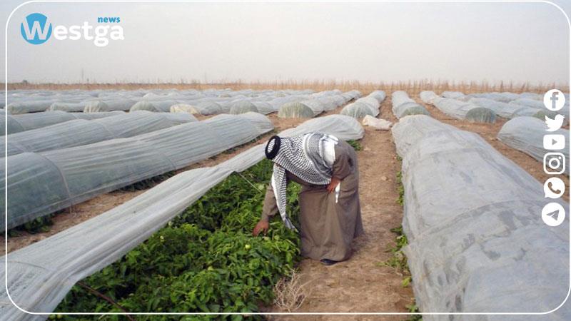 Сельское хозяйство саудовской аравии. Сельское хозяйство Ирака. Сельское хозяйство Ирана. Ирак Растениеводство. Сельское хозяйство Сирии.